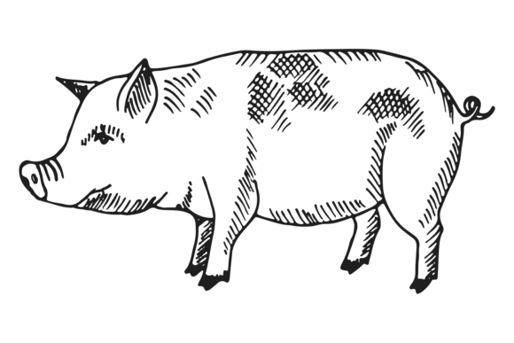Capturing Farm Charm: The Pig Sketch Drawing
